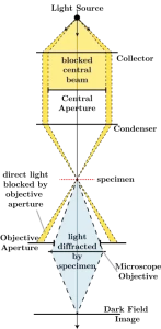 microscopia campo oscuro